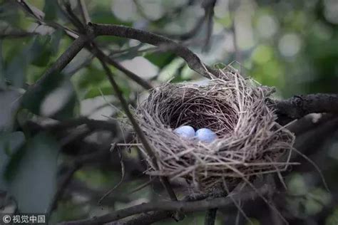 鳥兒在家築巢 山茶花好種嗎